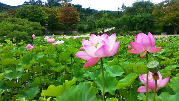 蓮花池_meitu_11