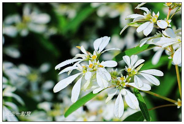 IMG_4018 IMG_4018