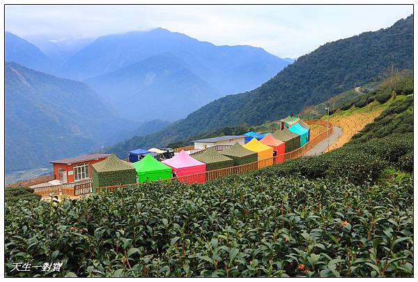 ★【南投仁愛】武界開心茶園露營區彩虹飄落大地!全新亮相~茶園包圍Bogai藏繽紛/藝岑茶園 @ 天生寶家族 :: 痞客邦 PIXNET ::