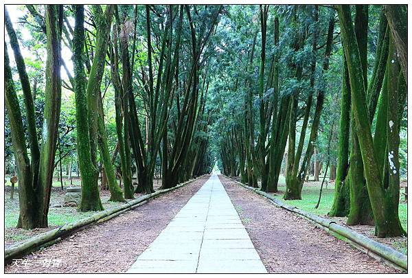 【南投竹山】台大下坪熱帶植物園椰林大道與肖楠步道筆直參天浪漫,自然原野氣息超多甲蟲親子遊 @ 天生寶家族 :: 痞客邦 PIXNET ::