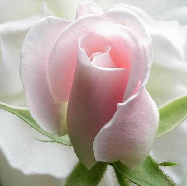 Pink-Rose-Flower-Wallpaper-9