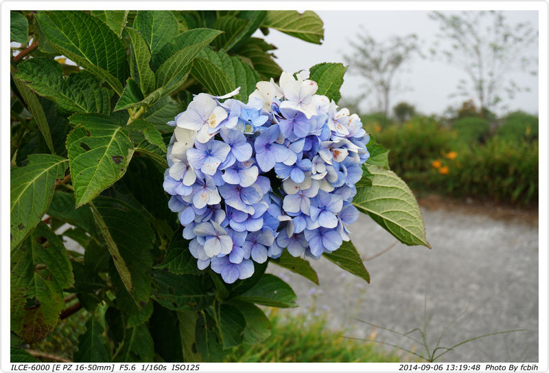 繡球花