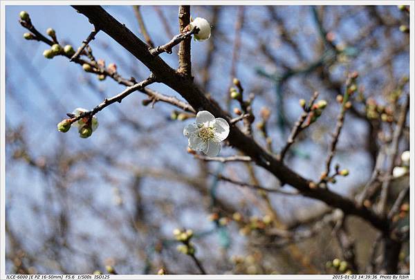 梅花