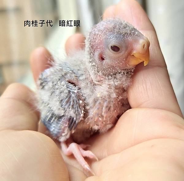 IMG_20210123_100918 (2).jpg