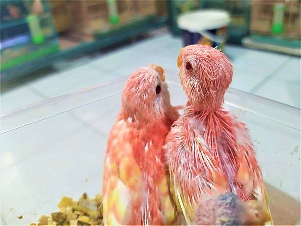 IMG_20220716_175042.jpg IMG_20220716_175042.jpg