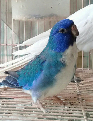 圖解基因說明（肉桂、閃光、灰、紫羅蘭）