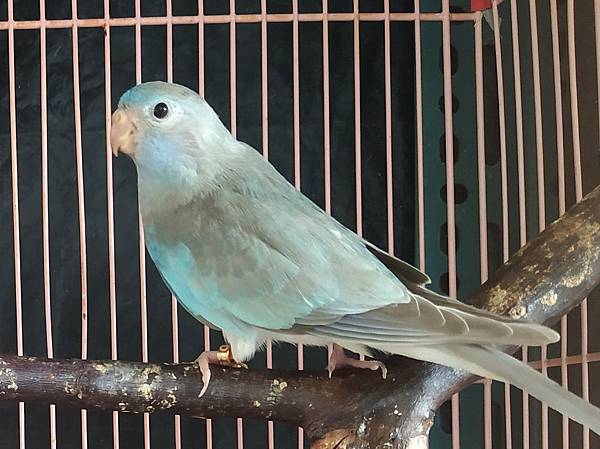 3年媽1年爸1月娃--原生種帶紅眼基因光輝公鳥+銀光輝母鳥