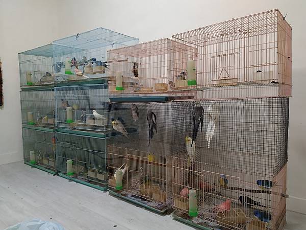 新生活開始，和我的鳥孩子們......