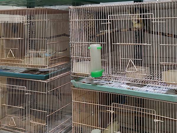 搬家後的對鳥配置