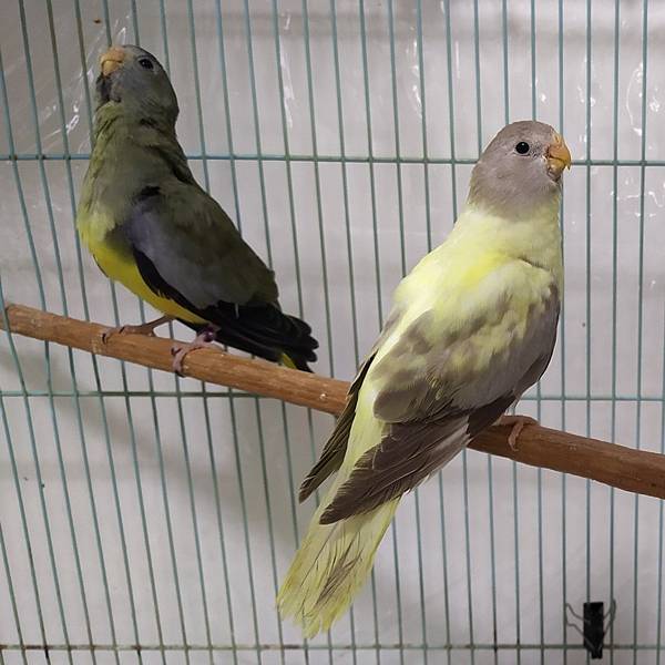 2025新配對紀錄★★2021/04布朗閃光公鳥 * 202