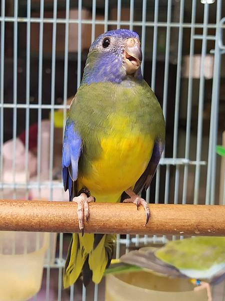 2024配對紀錄★★2023/02藍白肚帶紅眼基因公鳥 * 