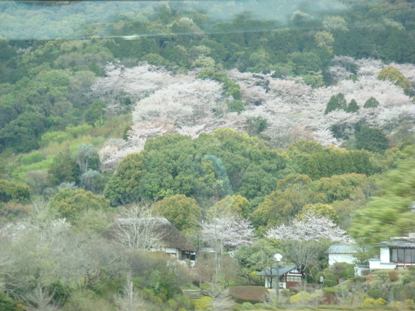 路途中美麗的櫻花