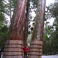 giant trees