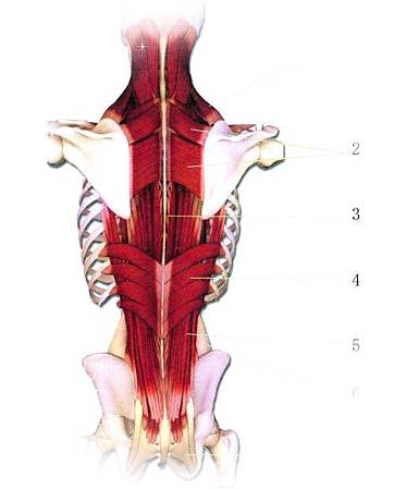 豎脊肌2