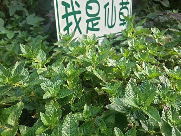 新竹關西 仙草 青草 傻傻分不清楚仙草博物館與仙草巷x關西牛肉捲餅 柳營奇美醫院藥劑部 新竹關西 仙草 青草 傻傻分不清楚仙草博物館與仙草巷x關西牛肉捲餅 柳營奇美醫院藥劑部