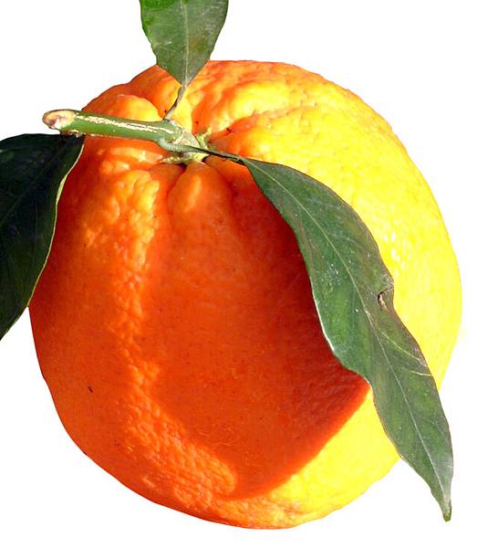 orange-1526092-639x734.jpg