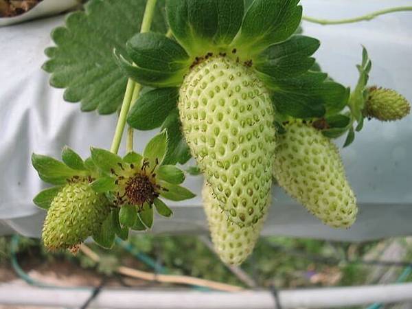 strawberries-1-1198691-640x480.jpg