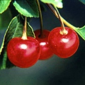 ripe-cherries-1551705-638x399.jpg