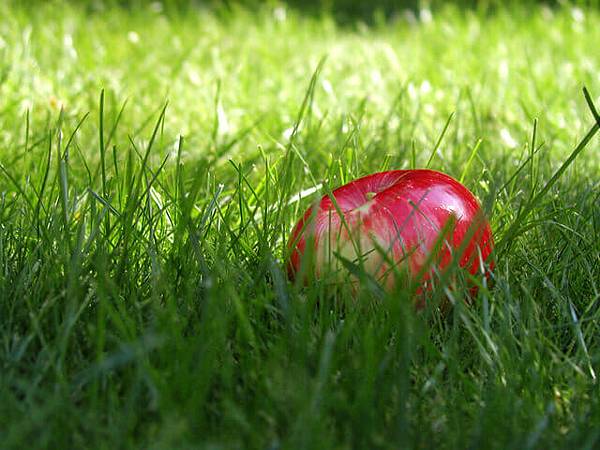 grass-apple-1504446-640x480.jpg