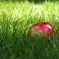 grass-apple-1504446-640x480.jpg