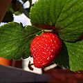 macro-strawberry-4-1459882-640x480.jpg