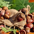 acorns-1710577_640.jpg