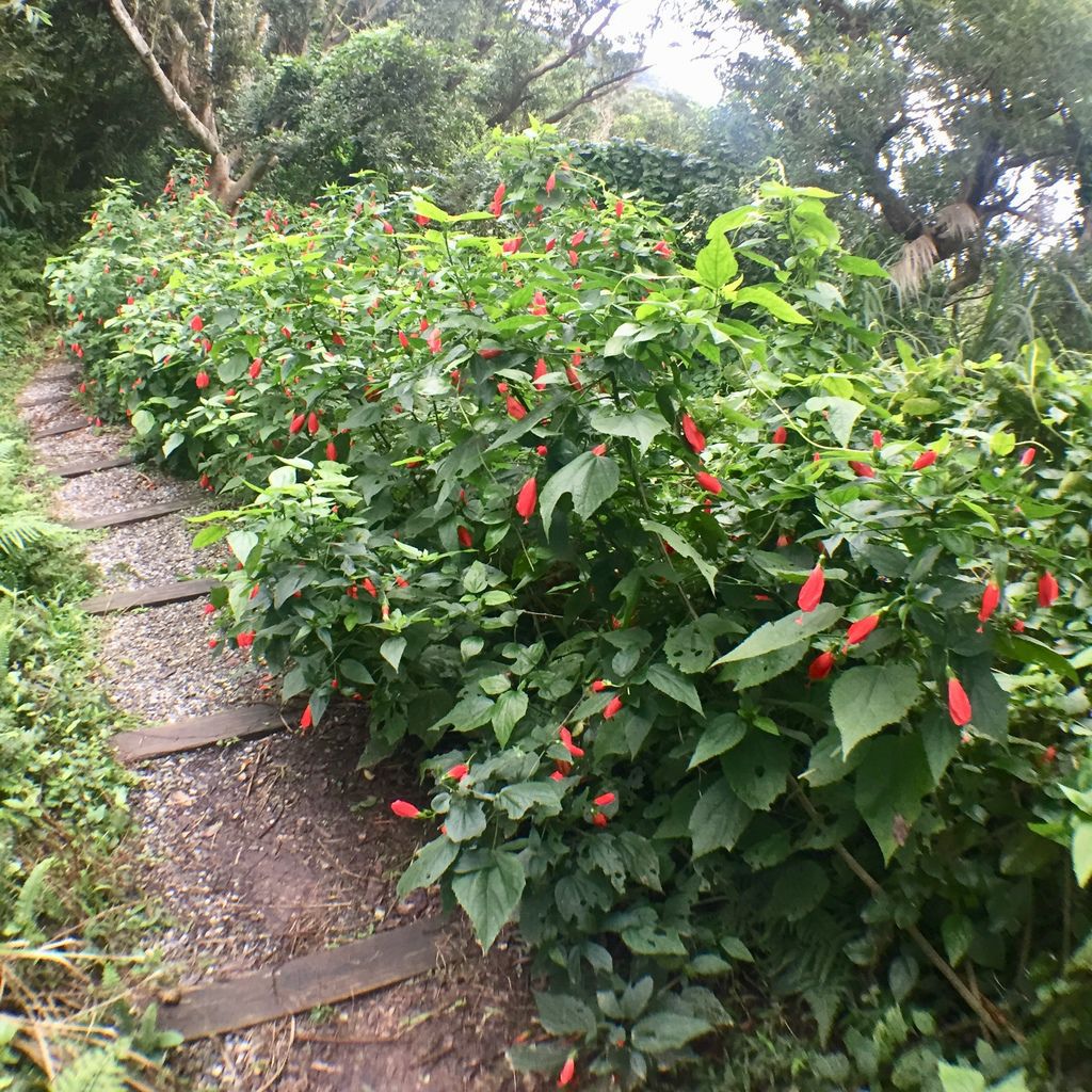 新北景點-觀音山硬漢嶺登山步道，登上硬漢碑遠眺台北美景
