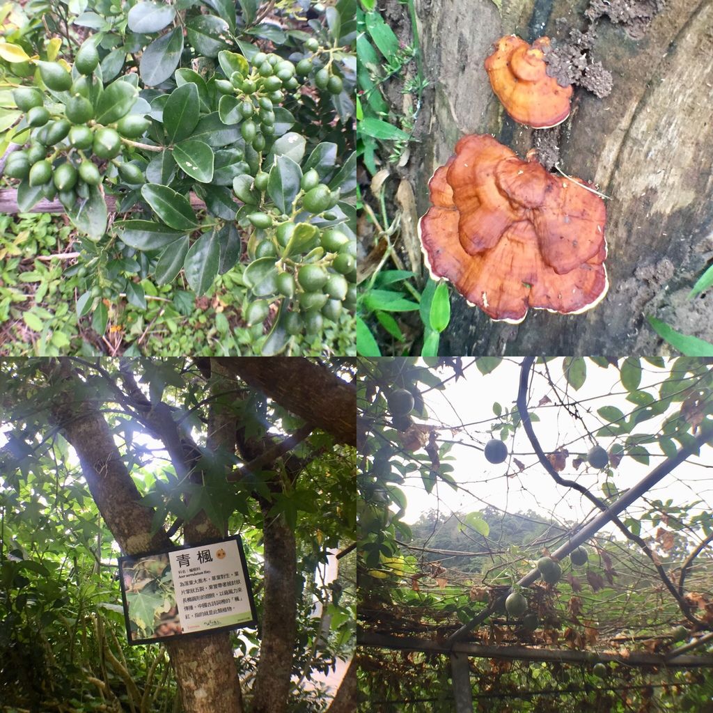 新北景點-觀音山硬漢嶺登山步道，登上硬漢碑遠眺台北美景