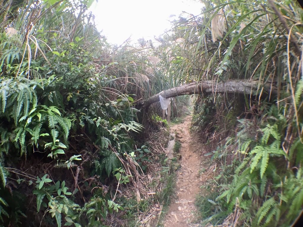 台北登山-樟樹樟湖環狀步道-旅遊登山美食一次蒐集~貓空纜車旁農村風情【丁小羽登山篇】