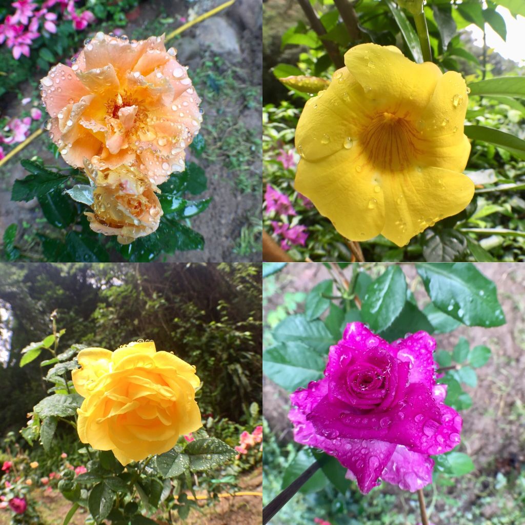 台北內湖登山步道-出發圓覺寺步道的『圓覺瀑布』,感受大自然的芬多精