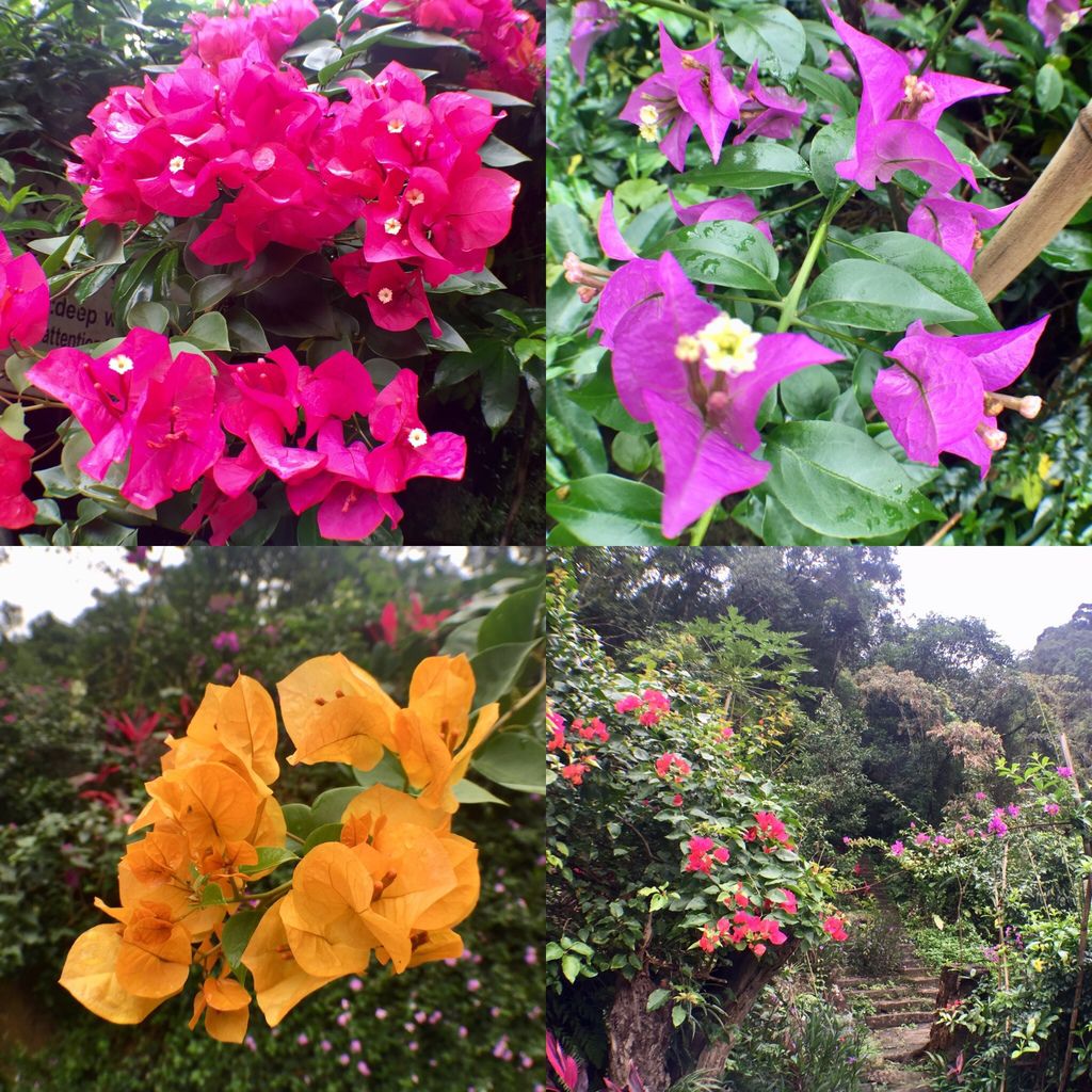 台北內湖登山步道-出發圓覺寺步道的『圓覺瀑布』,感受大自然的芬多精