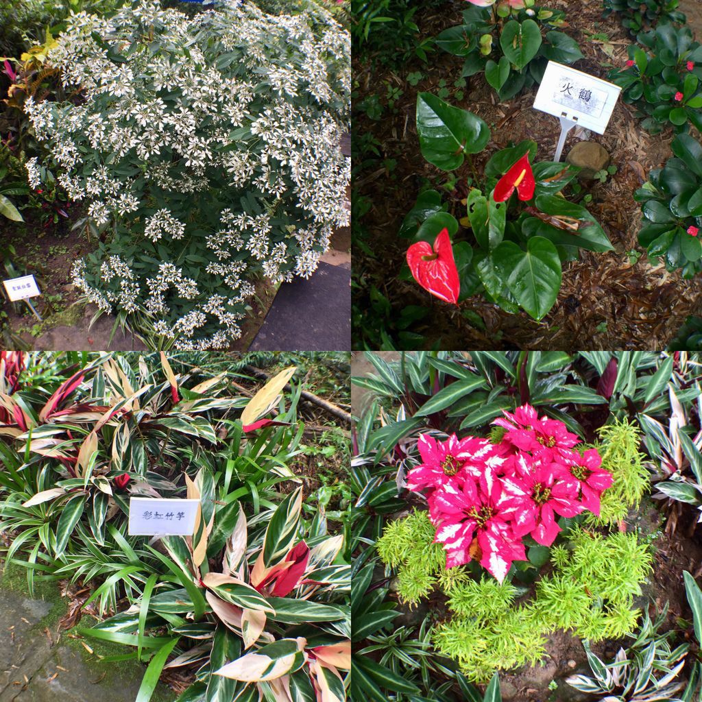 台北內湖登山步道-出發圓覺寺步道的『圓覺瀑布』,感受大自然的芬多精