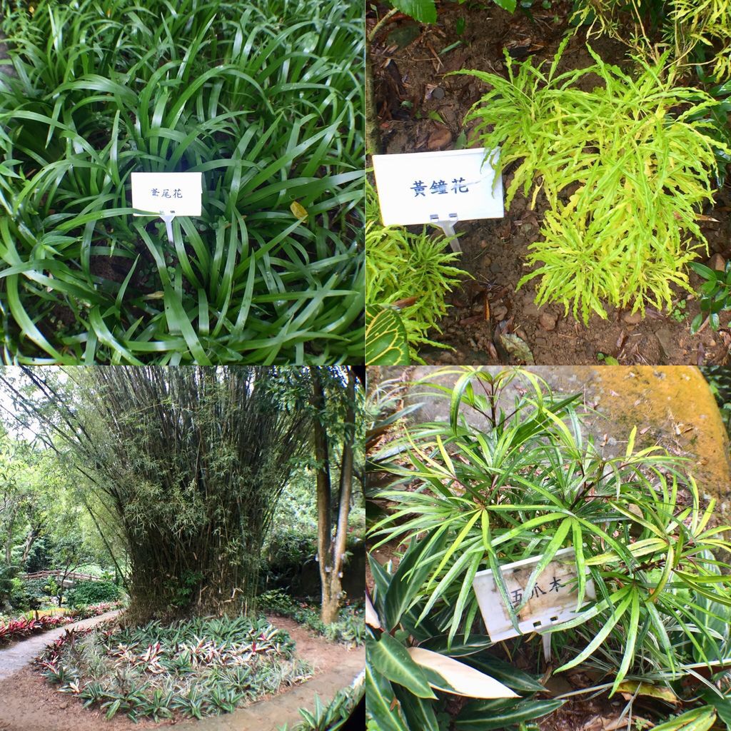 台北內湖登山步道-出發圓覺寺步道的『圓覺瀑布』,感受大自然的芬多精