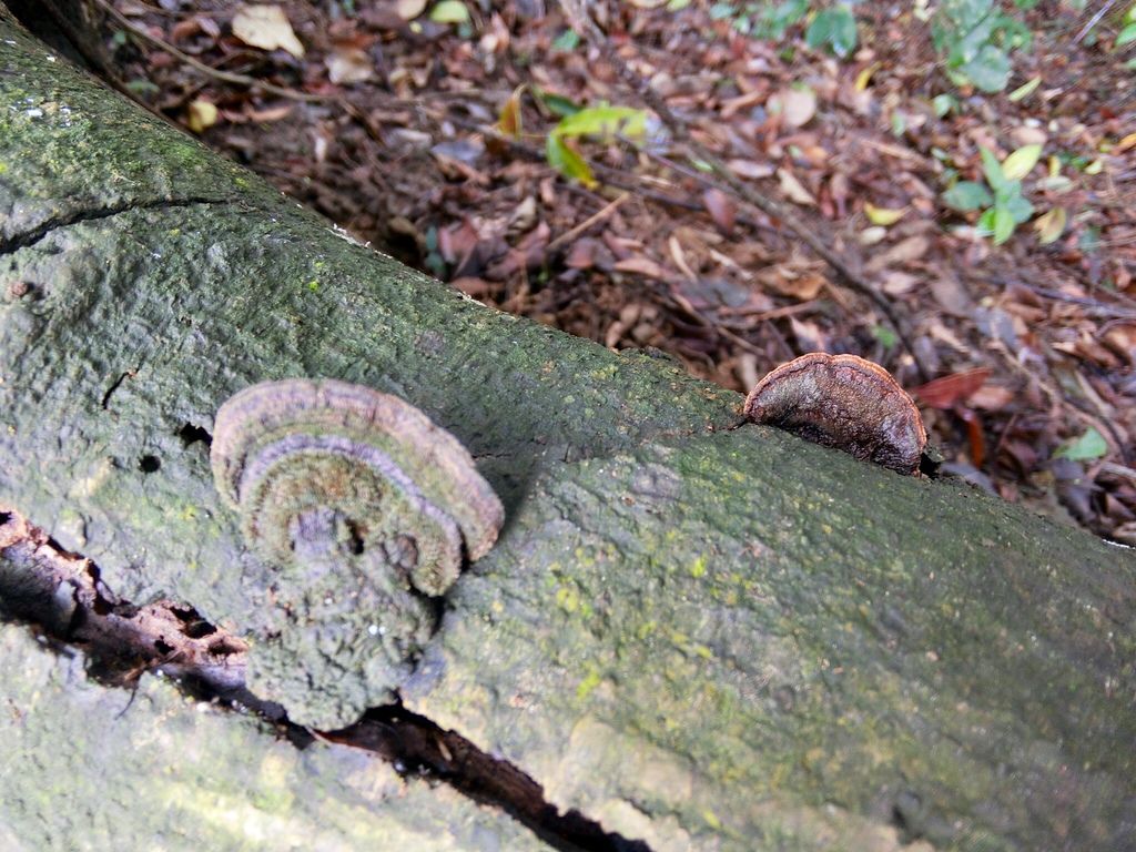 新北三峽登山-鳶山登山步道-三峽老街一覽無遺美景+夜景【丁小羽登山篇】