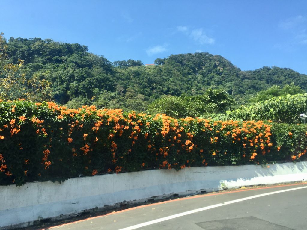 2021櫻花季!陽明山平菁街42巷櫻花大道，被櫻花包圍的絕美街道，你一定要來【丁小羽旅遊篇】