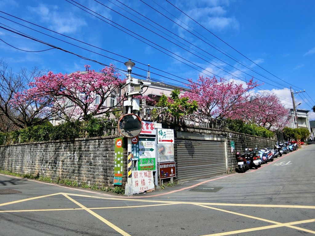 2021櫻花季!陽明山平菁街42巷櫻花大道，被櫻花包圍的櫻花巷，你一定要來【丁小羽旅遊篇】