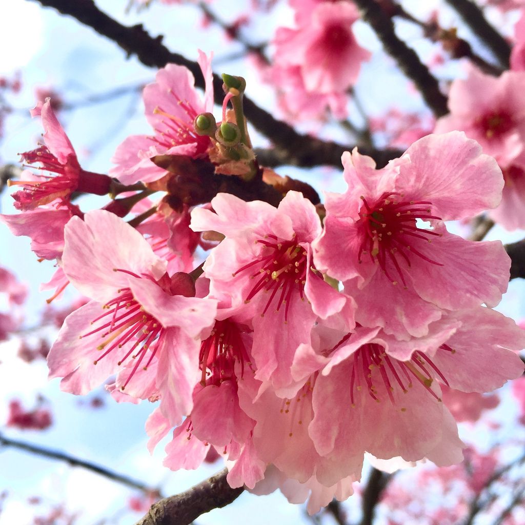 2021櫻花季!陽明山平菁街42巷櫻花大道，被櫻花包圍的櫻花巷，你一定要來【丁小羽旅遊篇】