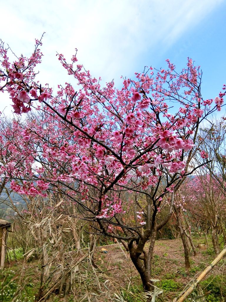 2021櫻花季!陽明山平菁街42巷櫻花大道，被櫻花包圍的櫻花巷，你一定要來【丁小羽旅遊篇】