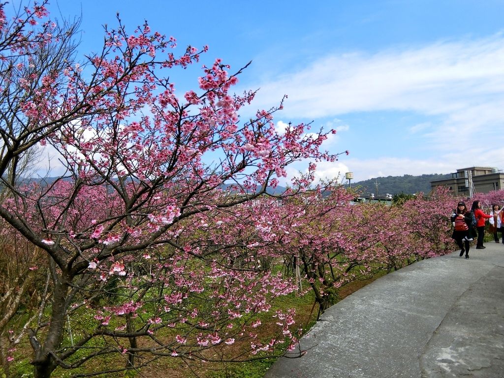 2021櫻花季!陽明山平菁街42巷櫻花大道，被櫻花包圍的櫻花巷，你一定要來【丁小羽旅遊篇】