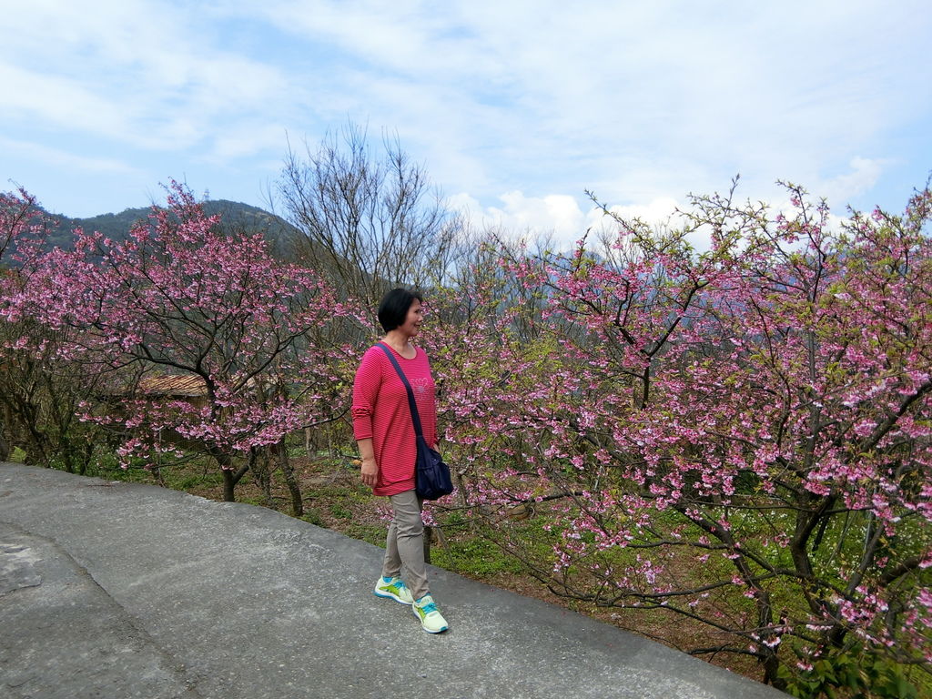 2021櫻花季!陽明山平菁街42巷櫻花大道，被櫻花包圍的櫻花巷，你一定要來【丁小羽旅遊篇】