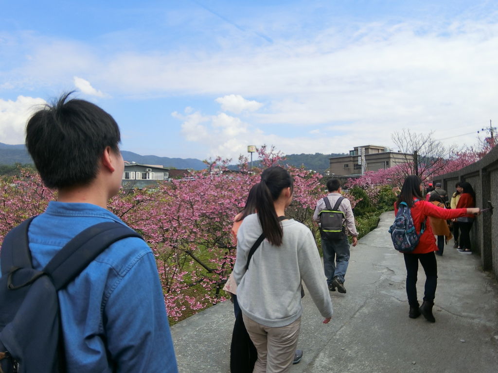 2021櫻花季!陽明山平菁街42巷櫻花大道，被櫻花包圍的櫻花巷，你一定要來【丁小羽旅遊篇】