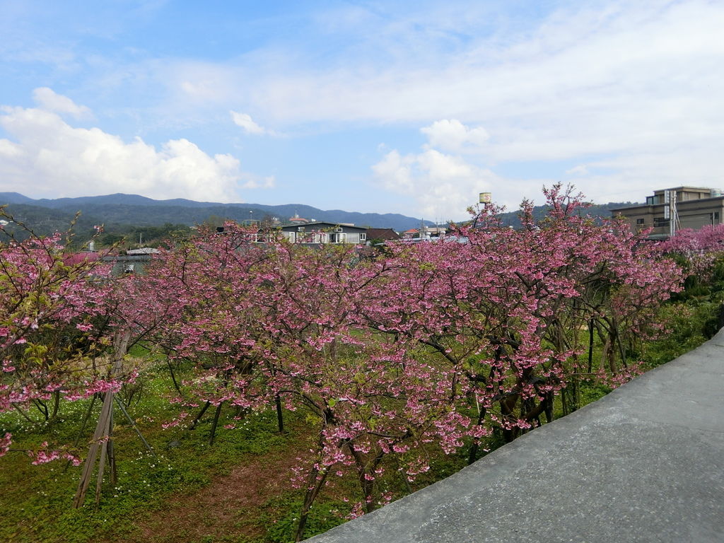 2021櫻花季!陽明山平菁街42巷櫻花大道，被櫻花包圍的櫻花巷，你一定要來【丁小羽旅遊篇】