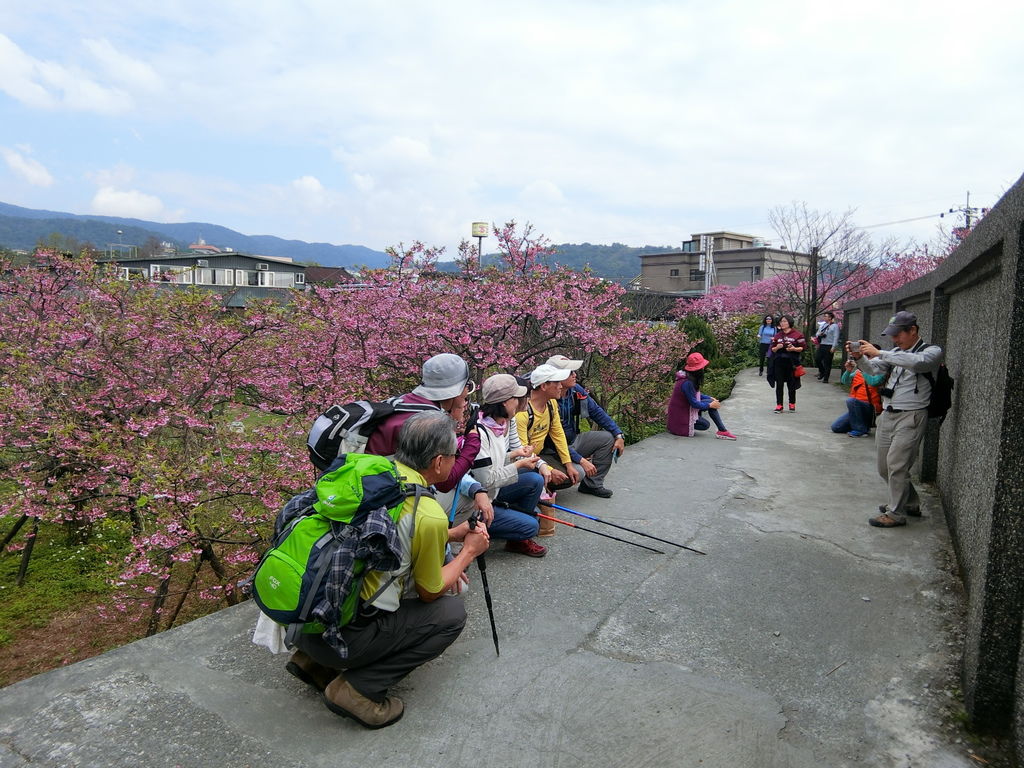 2021櫻花季!陽明山平菁街42巷櫻花大道，被櫻花包圍的櫻花巷，你一定要來【丁小羽旅遊篇】