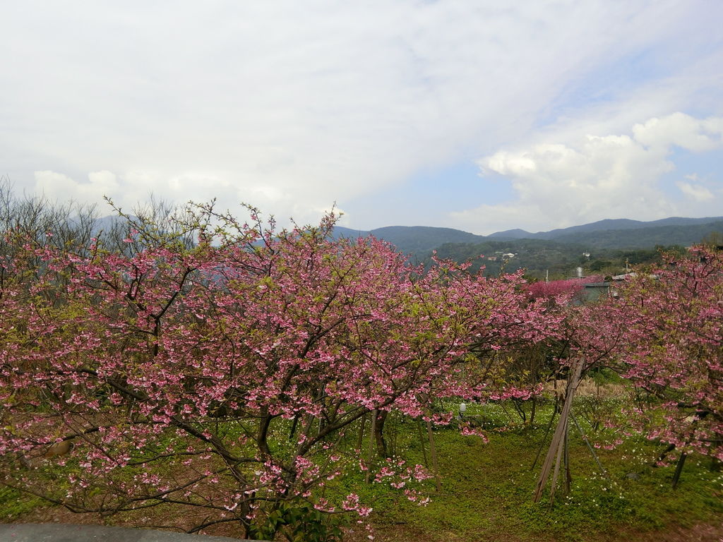 2021櫻花季!陽明山平菁街42巷櫻花大道，被櫻花包圍的櫻花巷，你一定要來【丁小羽旅遊篇】