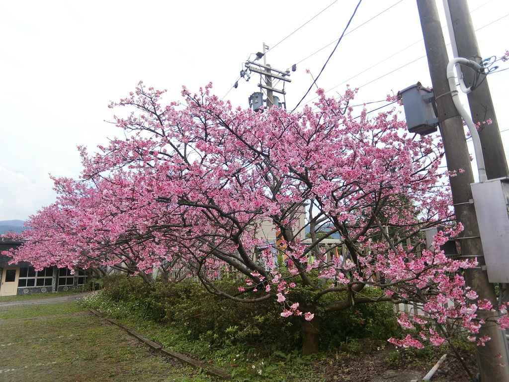 2021櫻花季!陽明山平菁街42巷櫻花大道，被櫻花包圍的櫻花巷，你一定要來【丁小羽旅遊篇】