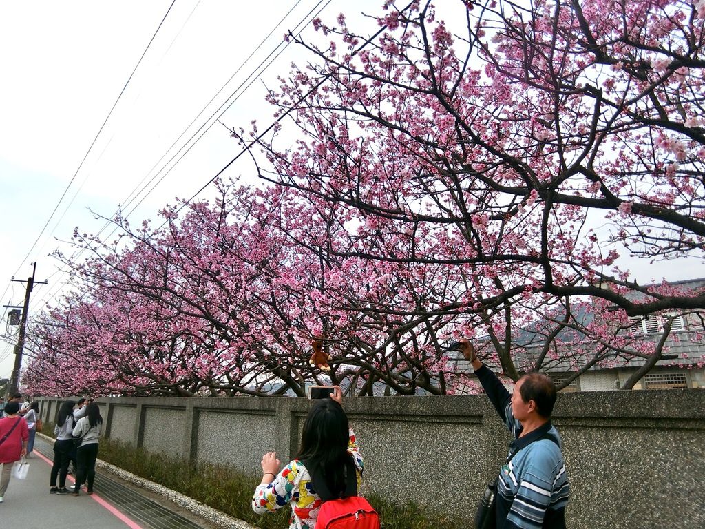 2021櫻花季!陽明山平菁街42巷櫻花大道，被櫻花包圍的櫻花巷，你一定要來【丁小羽旅遊篇】