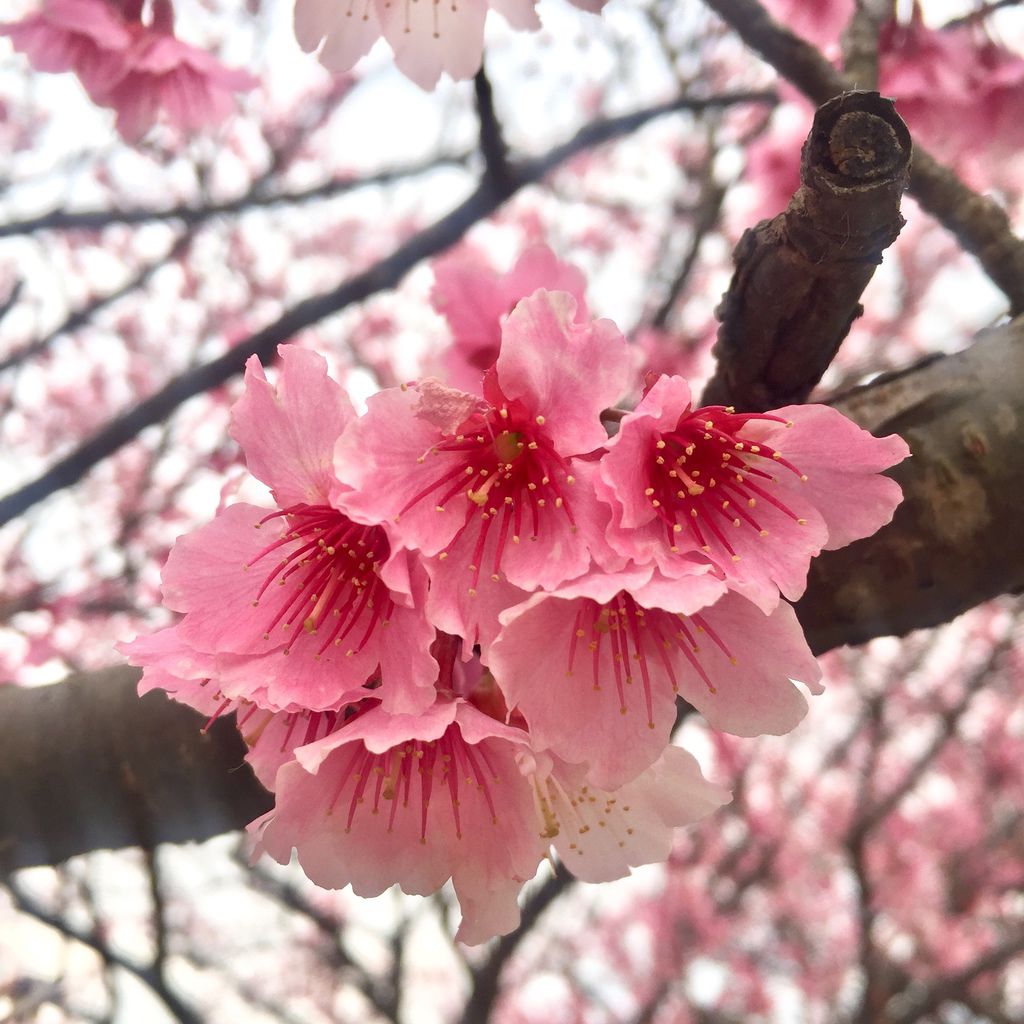 2021櫻花季!陽明山平菁街42巷櫻花大道，被櫻花包圍的櫻花巷，你一定要來【丁小羽旅遊篇】