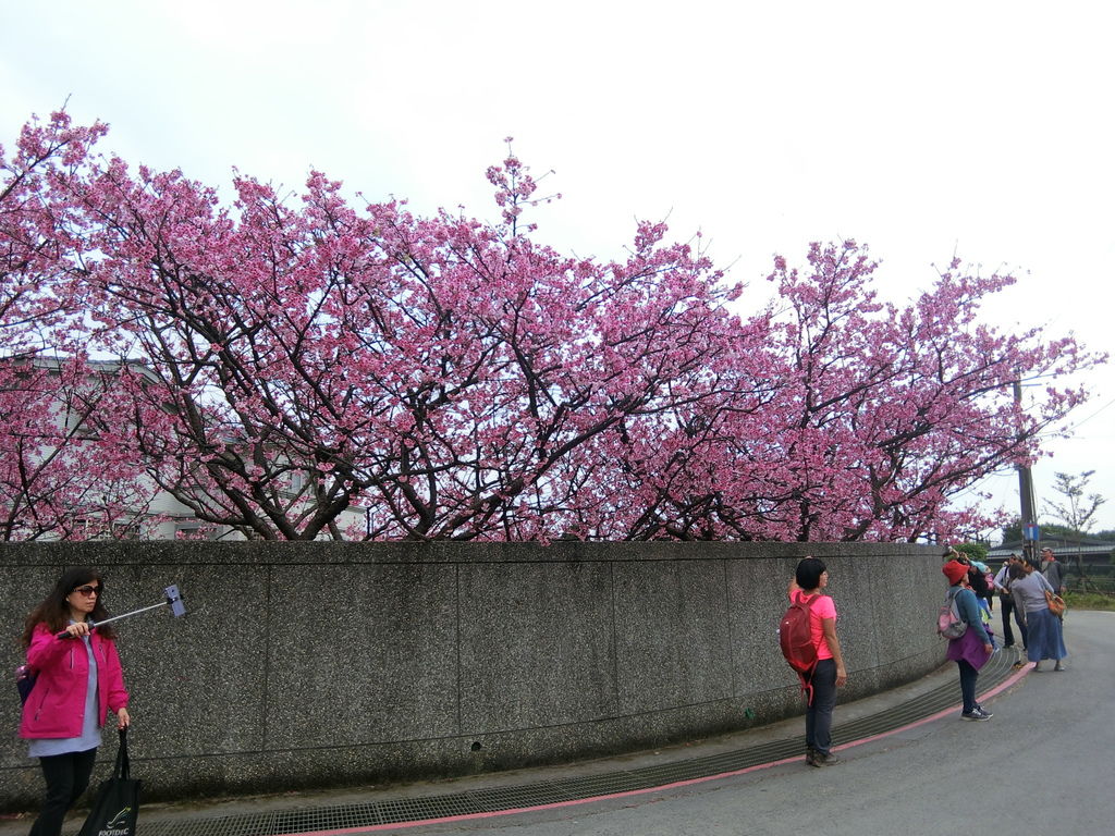 2021櫻花季!陽明山平菁街42巷櫻花大道，被櫻花包圍的櫻花巷，你一定要來【丁小羽旅遊篇】