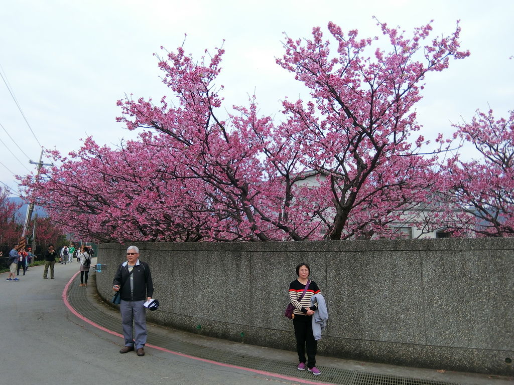 2021櫻花季!陽明山平菁街42巷櫻花大道，被櫻花包圍的櫻花巷，你一定要來【丁小羽旅遊篇】