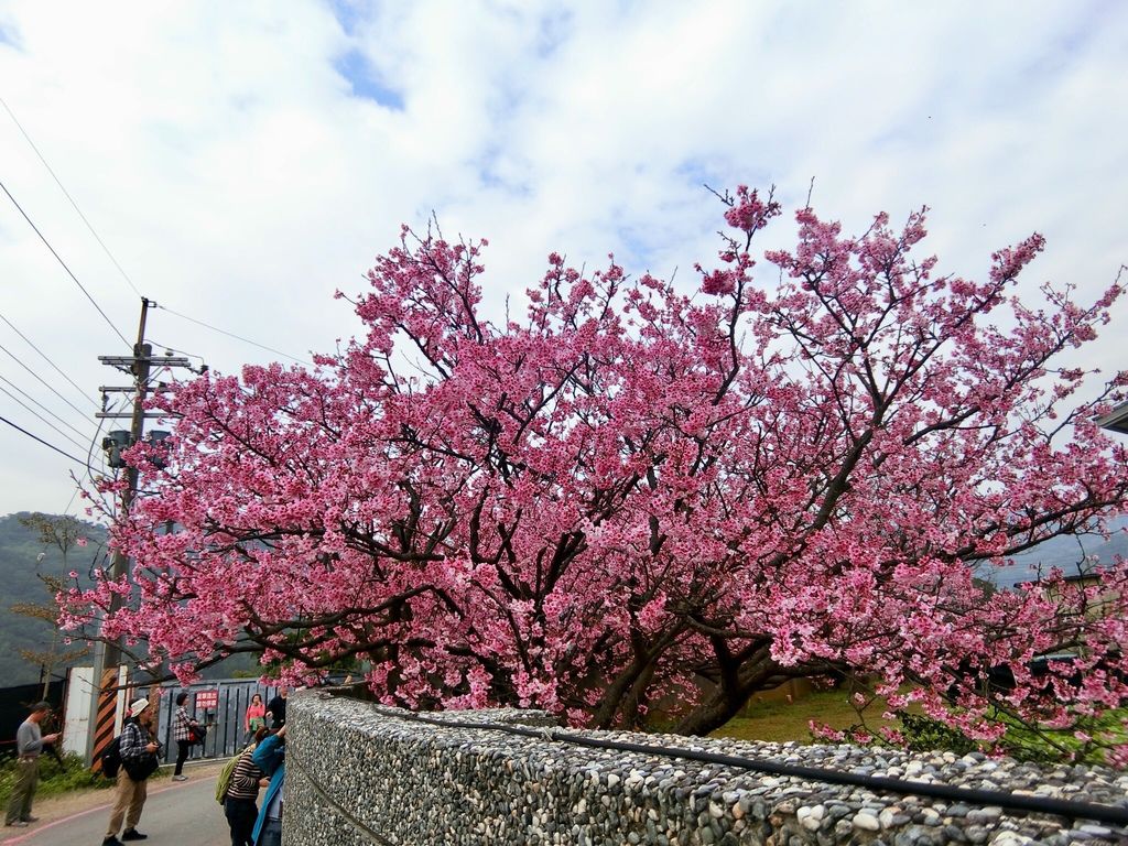 2021櫻花季!陽明山平菁街42巷櫻花大道，被櫻花包圍的櫻花巷，你一定要來【丁小羽旅遊篇】